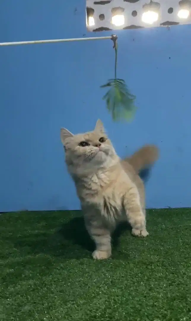 Munchkin betina