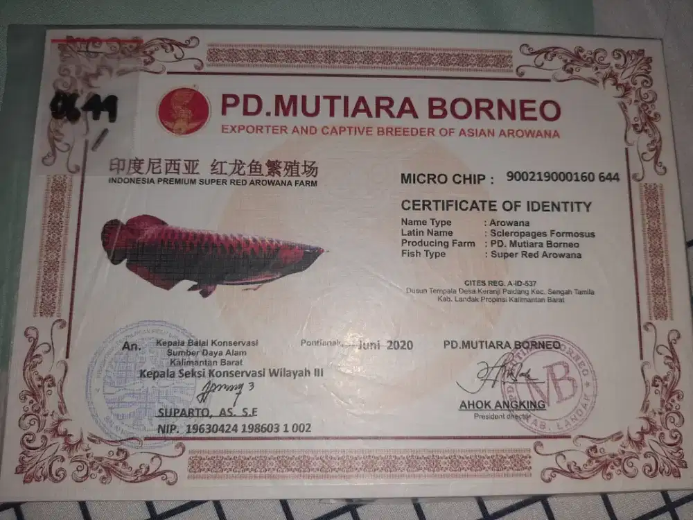 Sertifikat chip ikan arwana super red