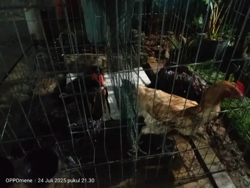 Dijual Ayam Bangkok Dan Ayam Pelung Umur 1 tahun