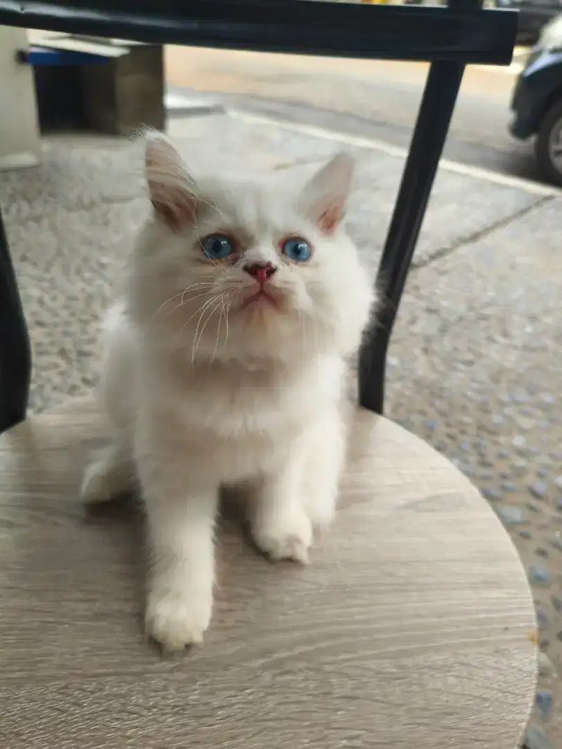 Jual Kitten Persia Norwegian Jantan 2.5 bulan