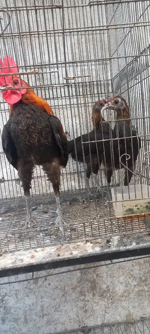 Ayam mgb produksi 3ekor
