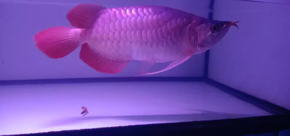 Arwana Super Red SB Shot Body Merah merona Size -+32cm