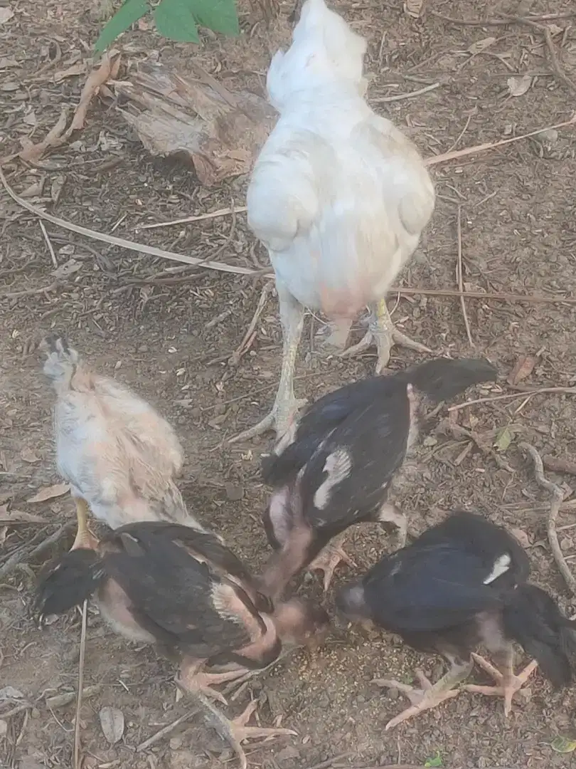 Ank ayam Bangkok