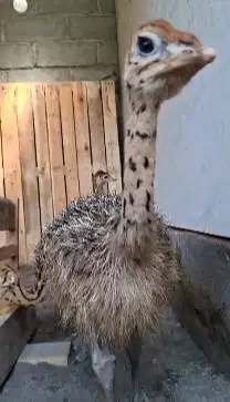 sepasang anakan burung oenta 1 bulanan exotik siap piara jamin manteb