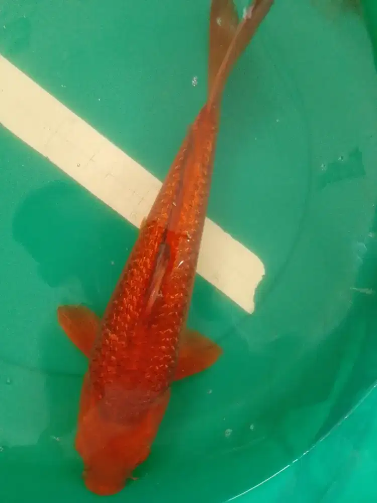Ikan koi jenis Karamel Ginrin 43cm