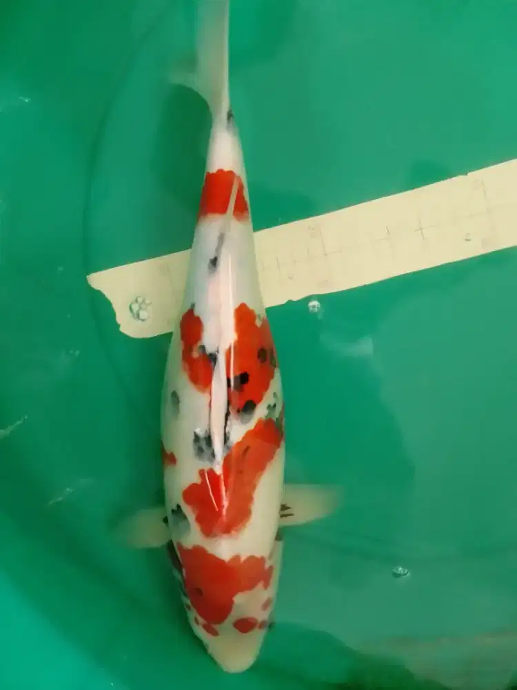 Ikan koi jenis Showa 43cm HQ