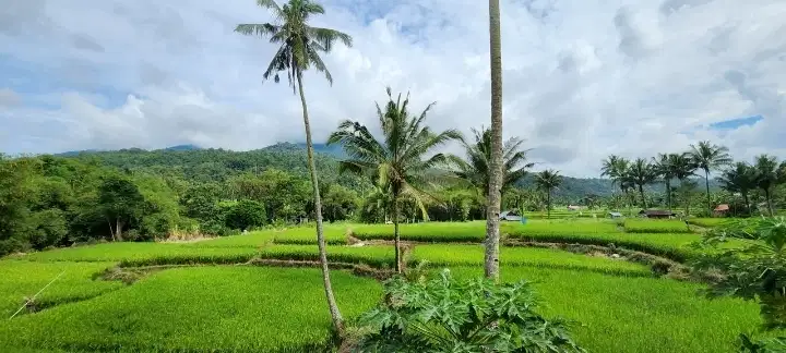 Dijual murah tanah ada sawah dan rumah view gunung Lokon Woloan Tomoho