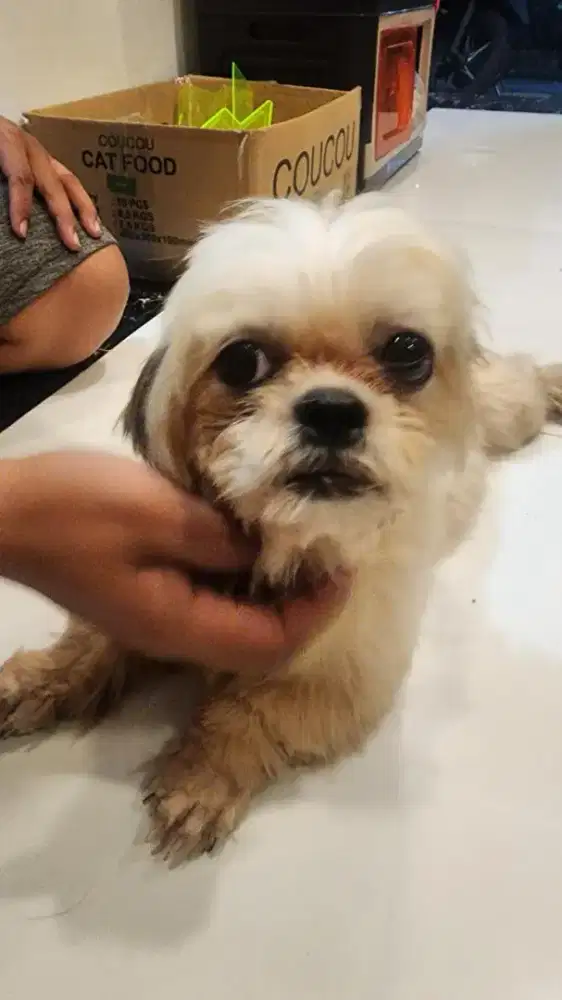 Anjing Shih Tzu