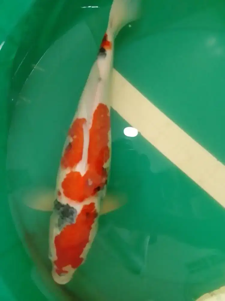 Ikan koi jenis Showa 45cm