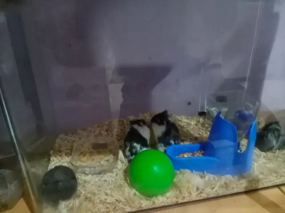 Dijual Hamster panda dan winter golden