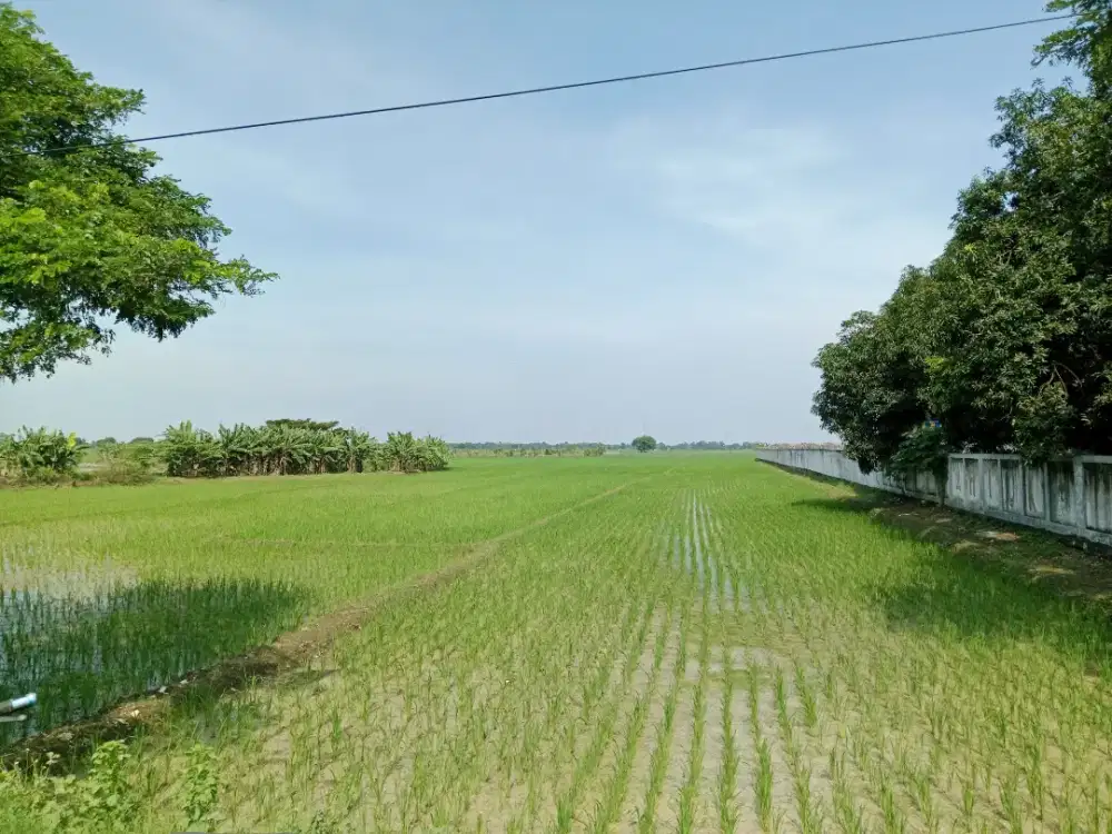 Tanah Murah 13.579m Kertasmaya