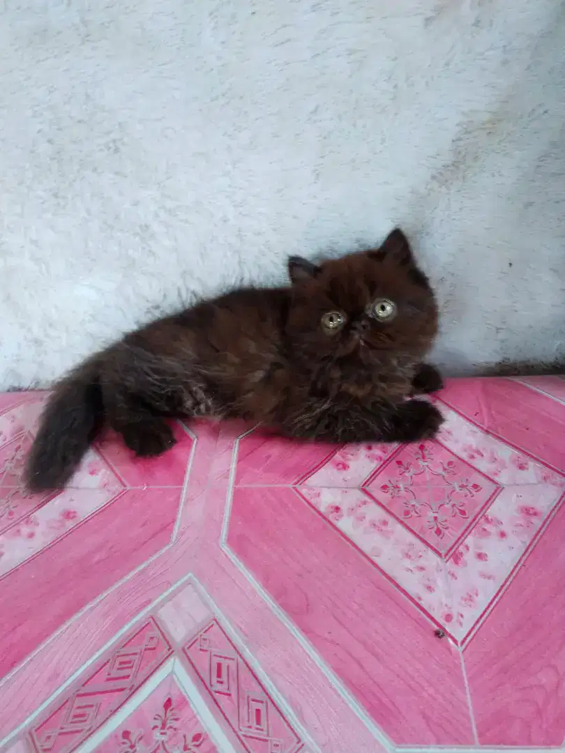 kitten peaknose betina