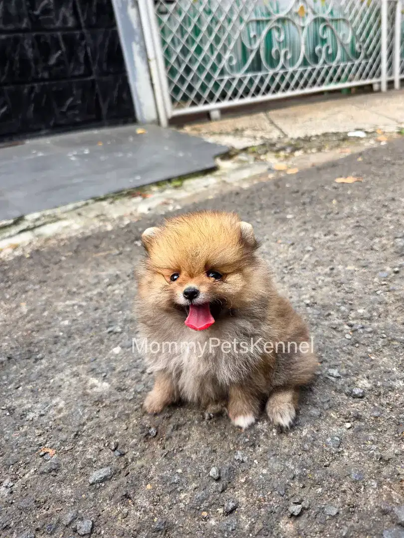 Anjing Supermini Pom TERMURAH !!