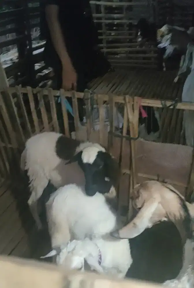 Jual Anakan Kambing sampai Biangnya Kambing