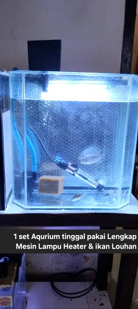 1 set Aquarium Tinggal Pakai Lengkap Katapang Kabupaten Bandung