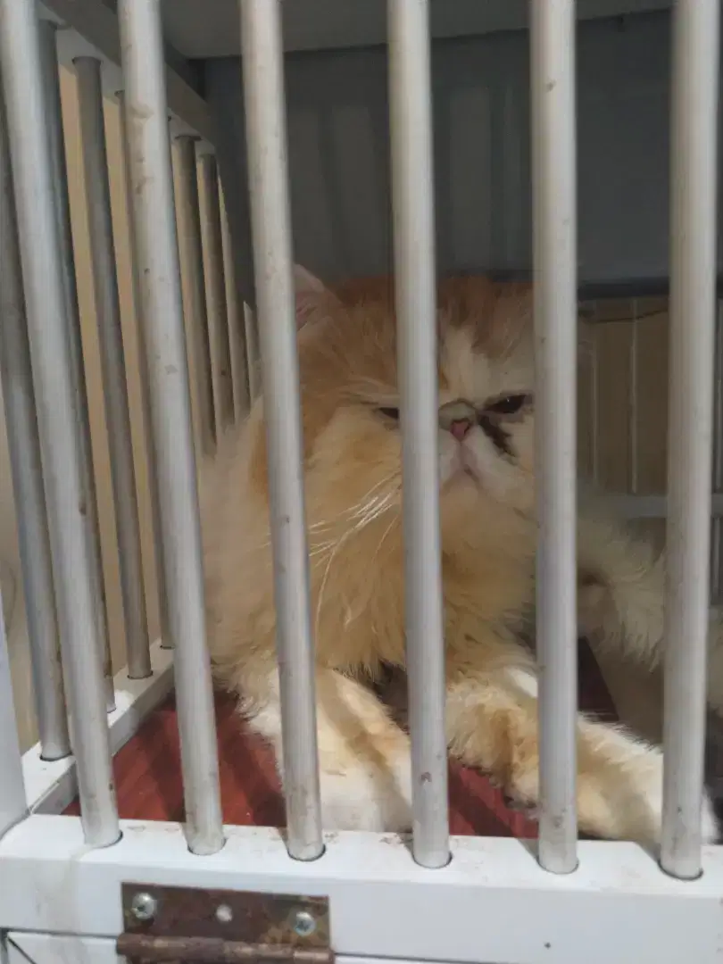 Kucing persia peaknose