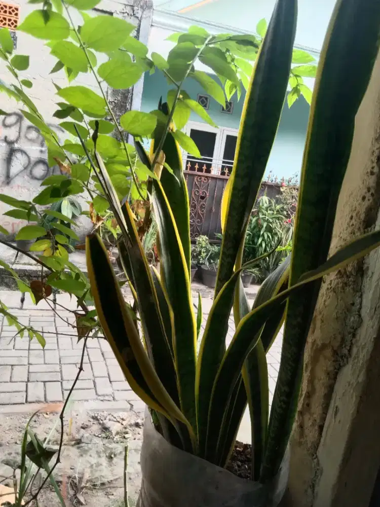 Jual pohon lidah bertuah kondisi subur gede