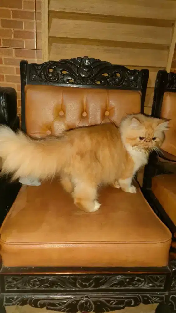 Persia peaknose extrem