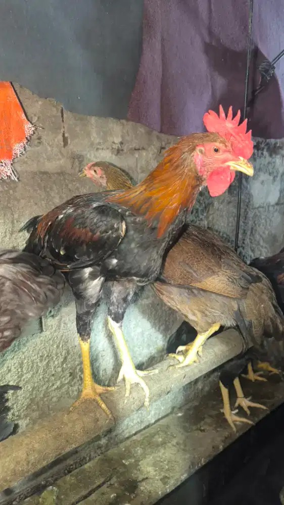 Ayam kampung KUB 200rb sepasang