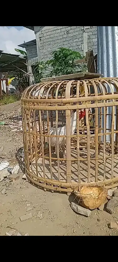 Ayam kampung jago putih mulus