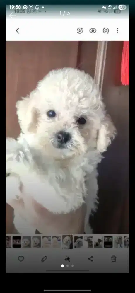 Poodle betina 1 tahun WHITE putih stambum perkin vaksin