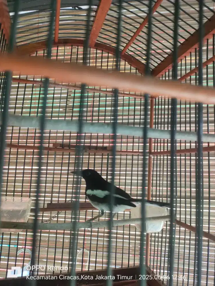 Jual burung kacer rajin