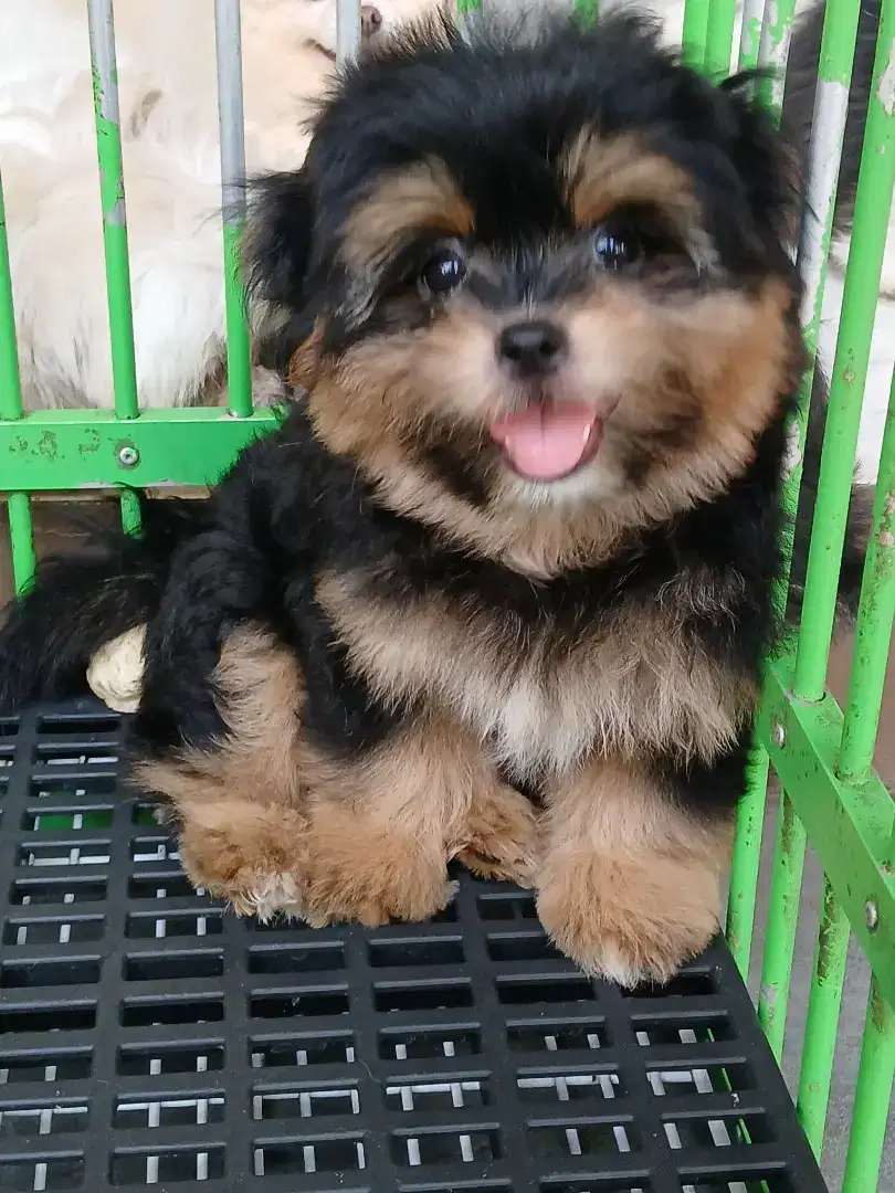 Jual anak anjing Shitzu non Stb.