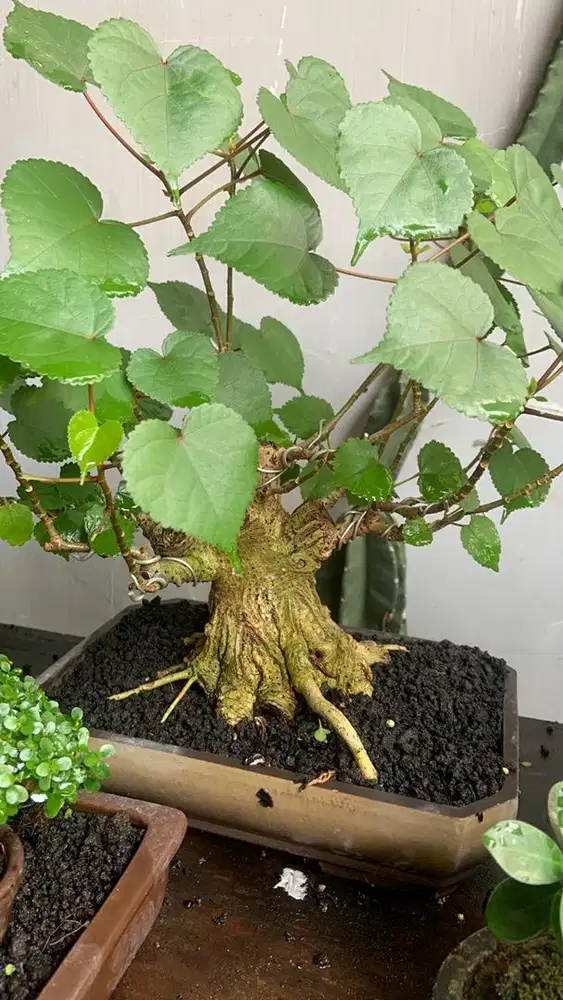 Bonsai waru taiwan prokar tahapan