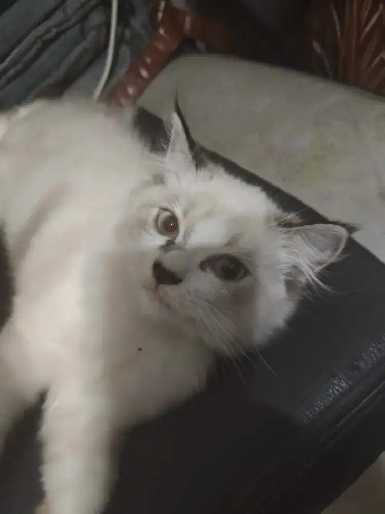 Kucing Persia ragdoll jantan kitten