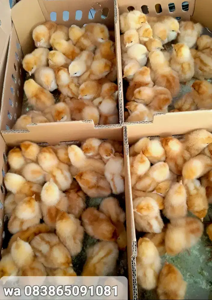 Jual DOC Anak Ayam Petelur Fres Tetasan Lembang Siap Kirim