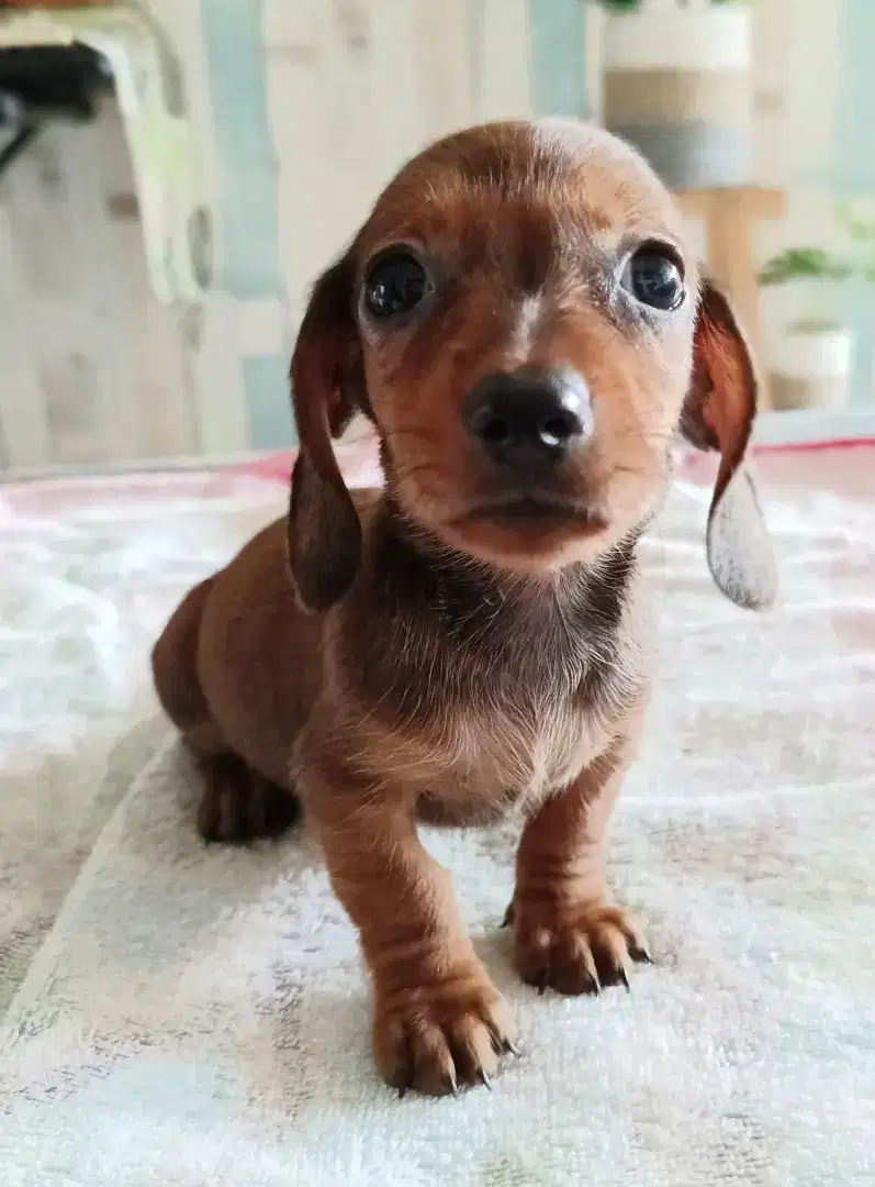 Puppy tekel, dachshund, teckel