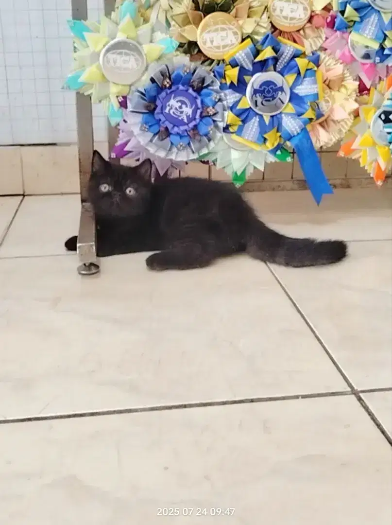 Kucing exotic short hair