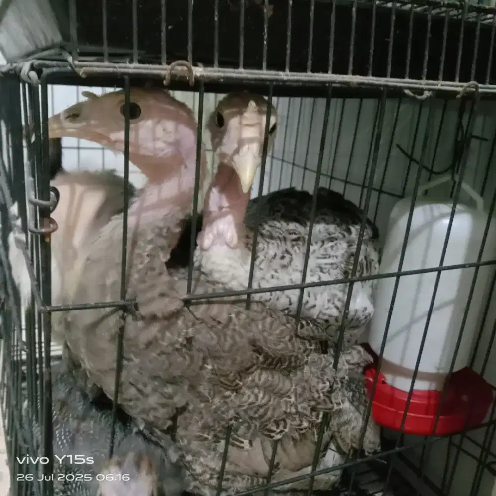 Jual cepat ayam kalkun lokasi cipondoh