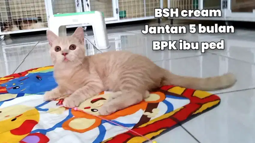 Kucing BSH British short hair cream