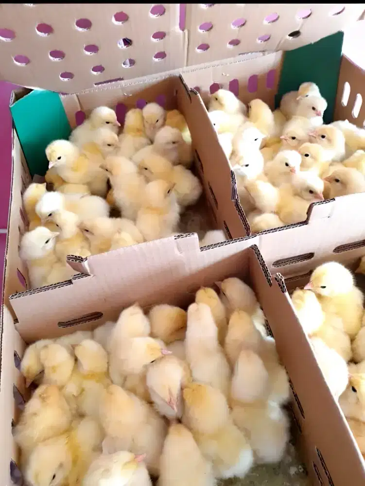 JUAL DOC Anak Ayam Broiler Pedaging Bandung Pangalengan Fres tetasan