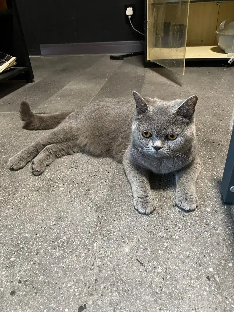 Kucing british shorthair