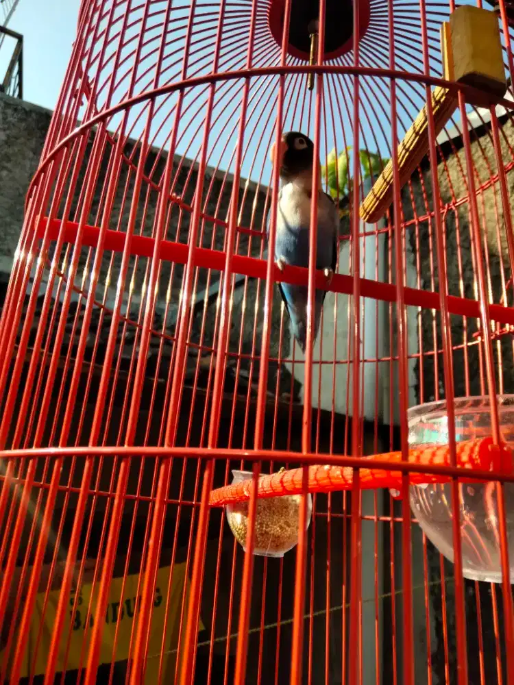 Lovebird jantan aktip bunyi