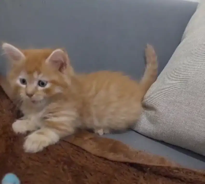 Munchkin jantan 3 bln