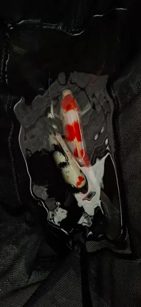 Ikan koi original bagus