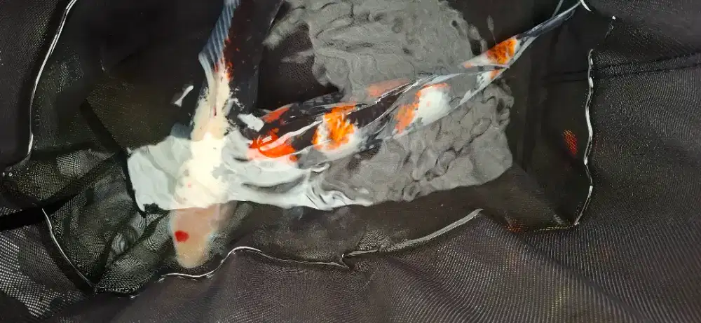 Ikan koi bagus besar