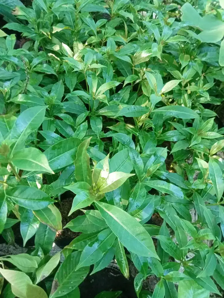 Bibit pohon bunga alamanda