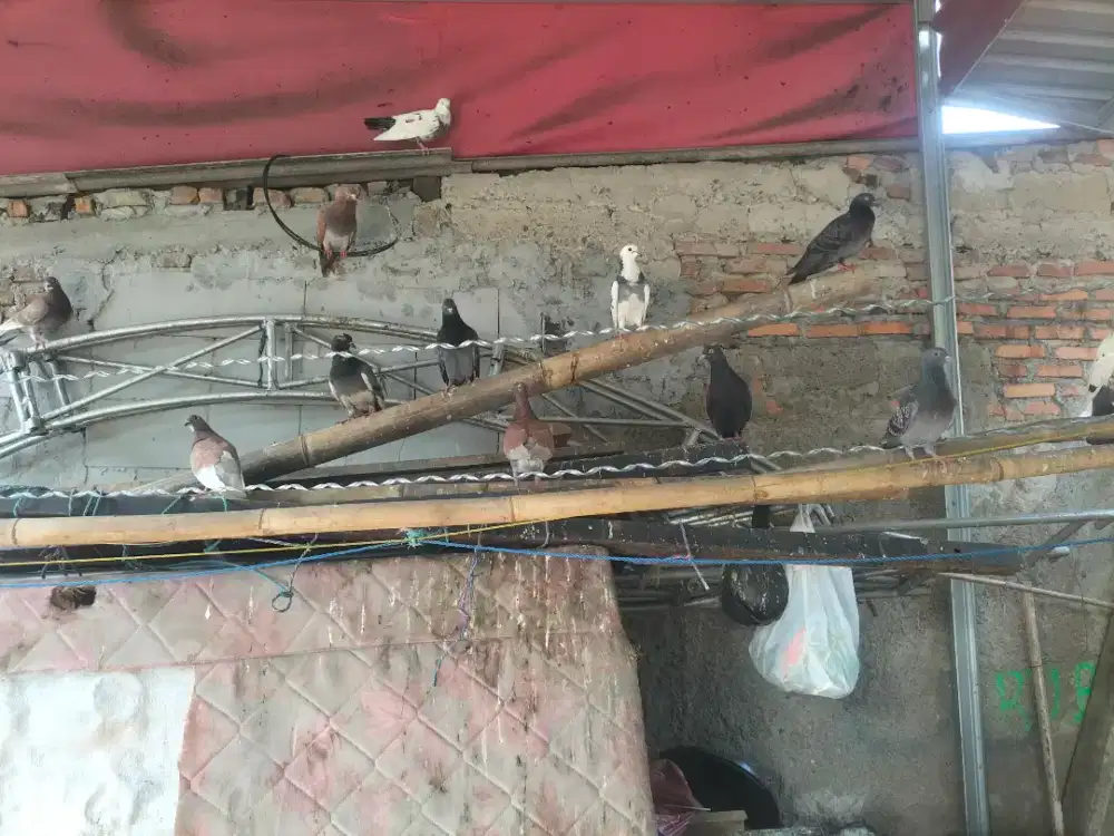 Burung merpati (dara)