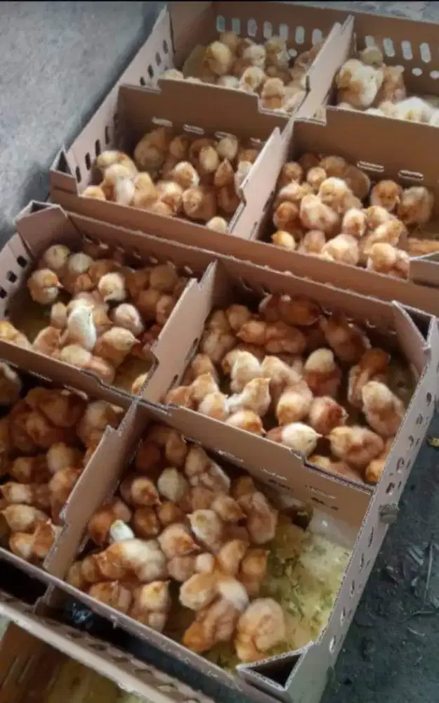 JUAL DOC Anak Ayam PETELUR UNGUL,BANDUNG-PANGALENGAN SIAP KIRIM Lokasi