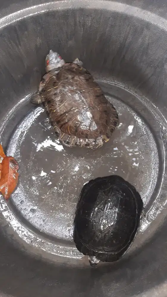 Jual kura kura dewasa