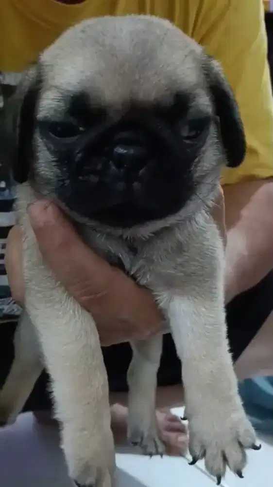 ready pupies Pug