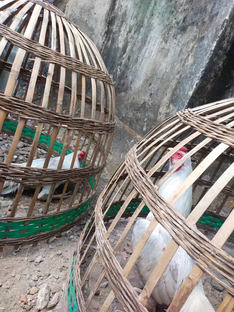 Ayam bangkok putih