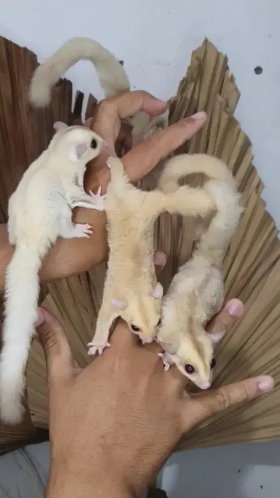 Sugarglider creamino