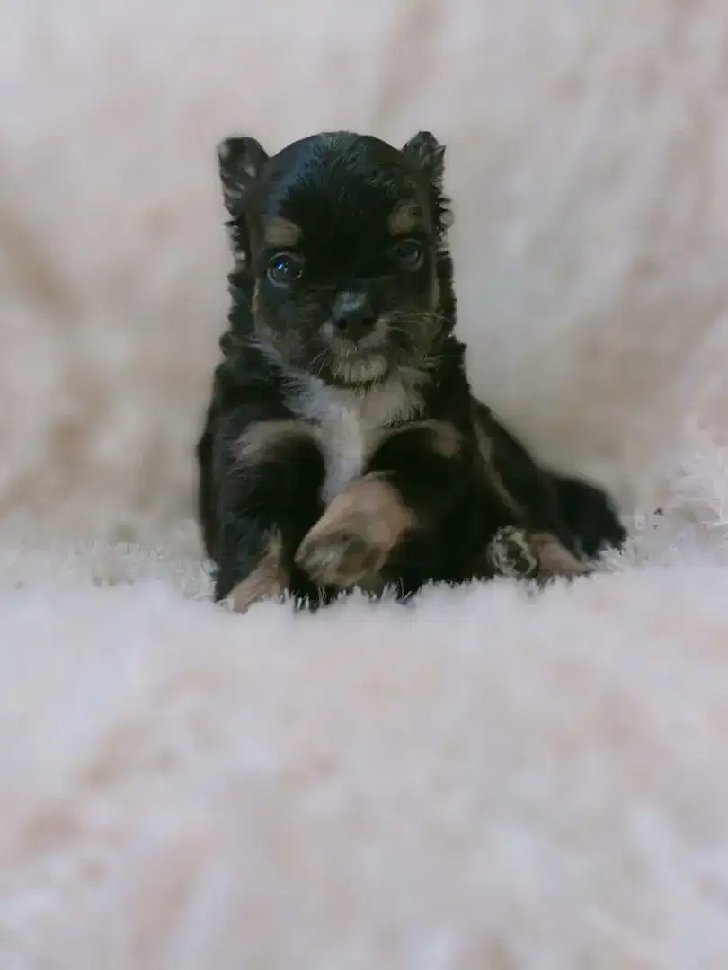 Jual Chihuahua jantan