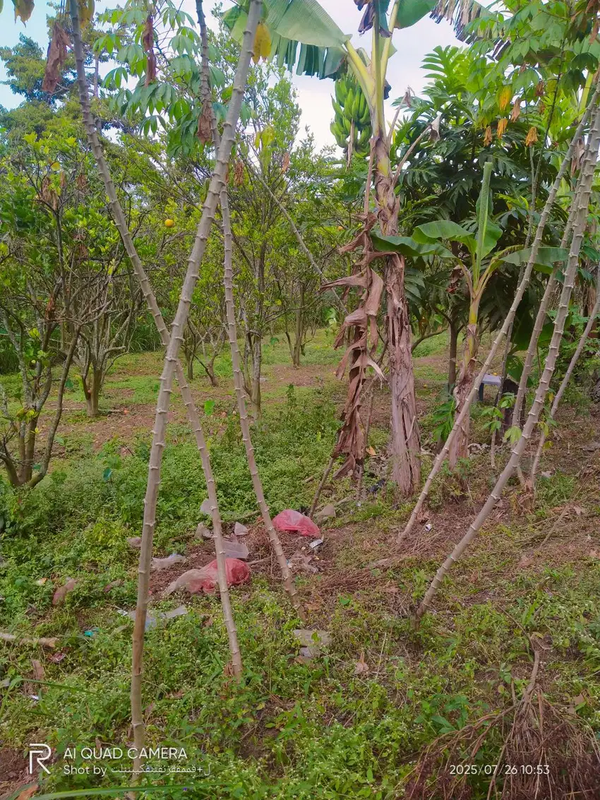 Jual murah lahan pribadi SHM