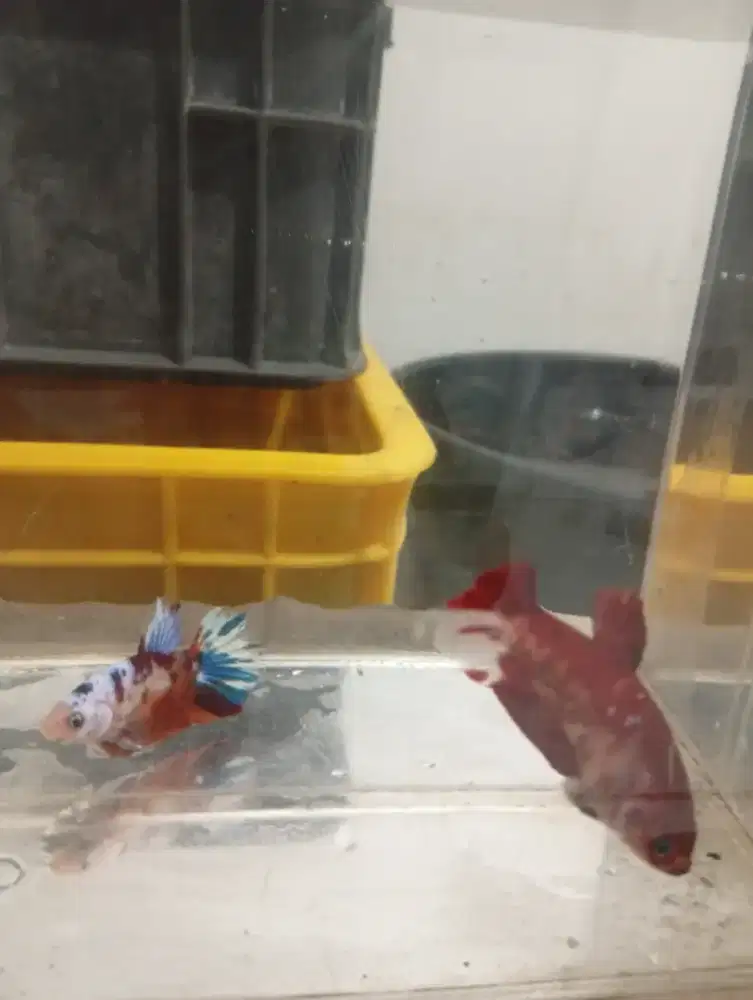 Jual ikan cupang hias jenis nemo galasixy